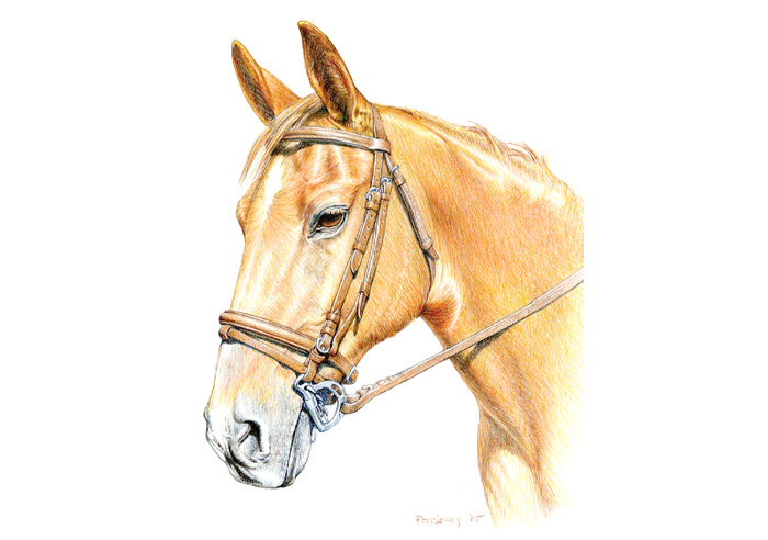 horse portrait